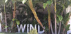 For Sale in Wind by neo Unit 1213