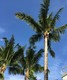 Tropical isle homes sub 1, condo for sale in Key biscayne