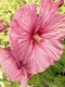 Tropical isle homes sub 1, condo for sale in Key biscayne